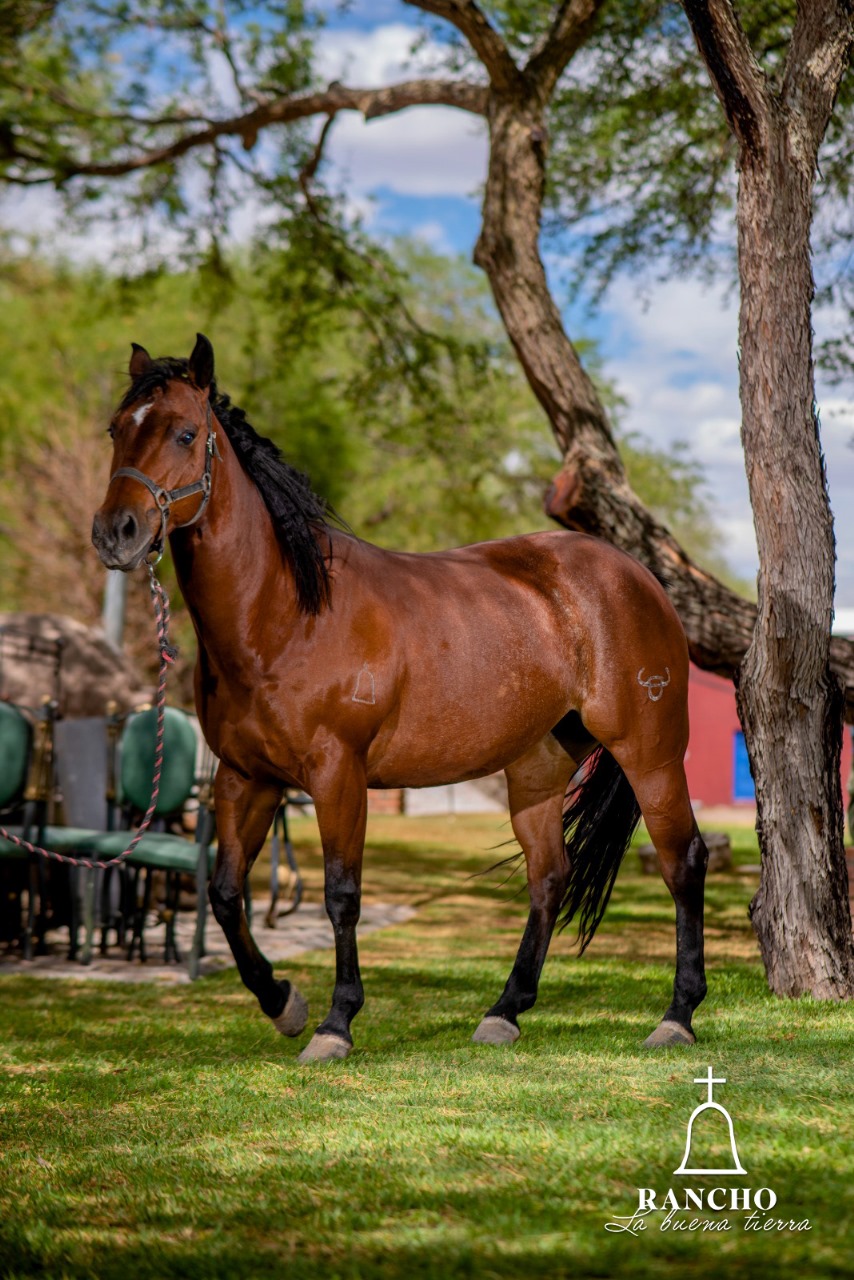 Rancho La Buena Tierra Ccmméxico